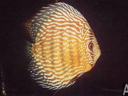 discus_turchese_rosso_2_20090509_1791283707