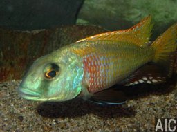 buccochromis_nototaenia_20090509_1465397479