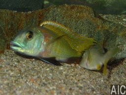 buccochromis_nototaenia_breed_20090509_1689347018
