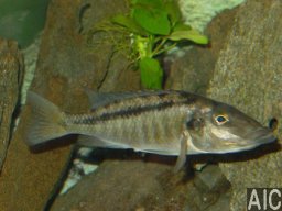 licnochromis_acuticeps_breed_f_20090509_1853012523
