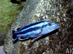 melanochromis_sp_northern_blue_m_20090509_1228095132
