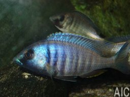 placidocvhromis_electra_blue_chin_mozambique_20090509_1941458789