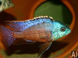 protemelas_taeniolatus_namalenje_m_20090509_2074879627