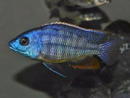 protomelas_dejunctus_m_morgan_20140412_1349771569