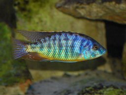 protomelas_fenestratus_border_m_20140315_1462212777