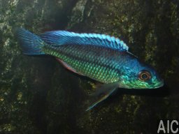 protomelas_marginatus_20090509_1137754904