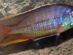 protomelas_similis_m_20090509_1937898807