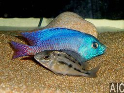 protomelas_taeniolatus_namalanjie_20090509_1234757629