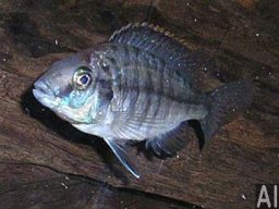 protomelas_virgatus_f_20090509_1231159476