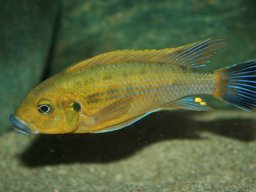 pseudotr_williamsi_north_20091004_2095986493