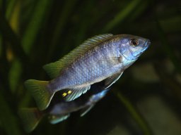 pseudotropheus_acei_ngara_j_20140324_2063433383