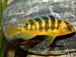 pseudotropheus_crabro_20090509_1316868007