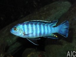 pseudotropheus_elongatus_lucuchi_f_20090509_1056729762