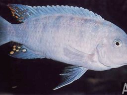pseudotropheus_estherae_20090509_1716709997