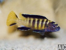 pseudotropheus_flavus_m_20090509_1817954423