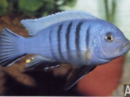 pseudotropheus_kingsizei_poulpican_20090509_1304460686