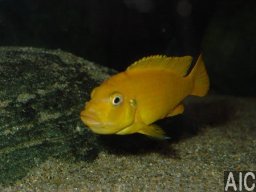 pseudotropheus_msobo_magunga_f_20090509_1292346998