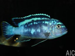 pseudotropheus_msobo_magunga_m_20090509_1923502155