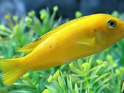 pseudotropheus_saulosi_f_20090509_1260901393