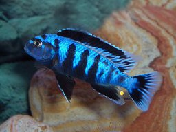 pseudotropheus_saulosi_m_20140314_1129094778