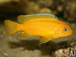 pseudotropheus_sp_msobo_f_20090509_1279704381