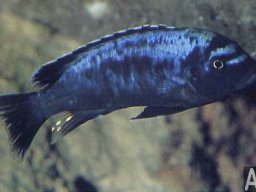pseudotropheus_sp_msobo_m_20090509_1928816507