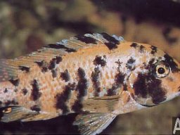 pseudotropheus_sp_ob_f_20090509_1561160571