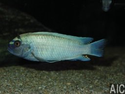pseudotropheus_sp_polit_lions_cove_20090509_1345773623
