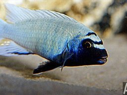 pseudotropheus_sp_polit_m_20090509_1027808028