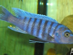 pseudotropheus_zebra_slim_20090509_1085378029