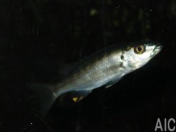 ramphochromis_eccles_20090509_1011983567
