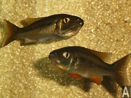 rhamphochromis_macrophthalmus_c_20090509_1460153505