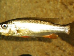 rhamphochromis_macrophthalmus_m_20090509_1416937489
