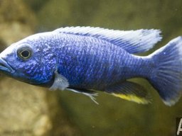 sciaenochromis_freyeri_2_20090509_2095194612