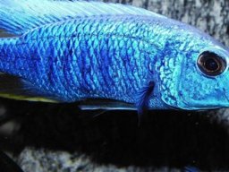 sciaenochromis_fryeri_iceberg_m_20090509_1972839107