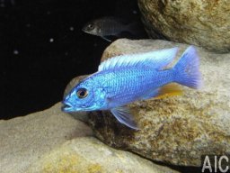 sciaenochromis_fryeri_likoma_m_20090509_1502359411