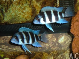 cyphotilapia_frontosa_blu_mpimbwe_2_20090509_1166933481