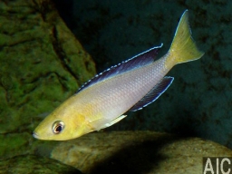 cyprichromis_sp_jumbo_tricolor_m_20090509_1552450107