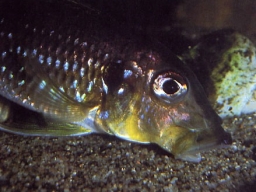 gnathochromis_permaxillaris_20090509_1438260509