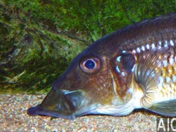 gnathochromis_permaxillaris_2_20090509_1777021695