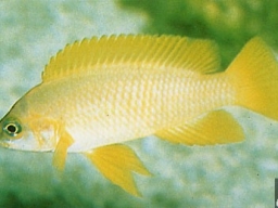 neolamprologus_mustax_m_20090509_2027275148