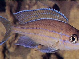paracyprichromis_nigripinnis_blue_neon_20090509_1523326326