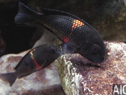 tropheus_sp_black_rutunga_20090509_1813651663