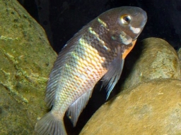 tropheus_sp_red_belly_20090509_1986197213