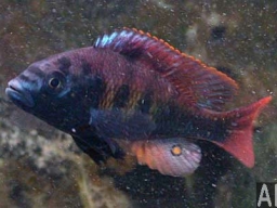 haplochromis_thick_skin_m_20090509_1451438897