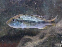 haplochromis_xenognatus_f_20090509_1506106152