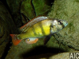mbipia_lutea_20090509_1041010587