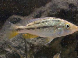 paralabidochromis_chilotes_f_20090509_1223955552