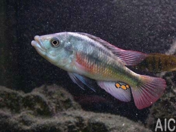 paralabidochromis_chilotes_m_20090509_1454466588