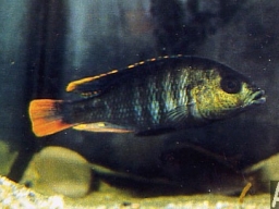ptychromis_sp_red_tailer_m_20090509_1049472979